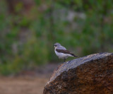 Northern Wheatear