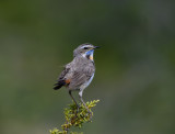 Bluethroat