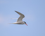 	Common Tern