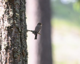 Spotted Flycatcher