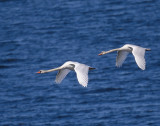 Mute Swan
