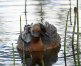 Horned Grebe