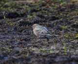 Mongolian Finch Dalarna