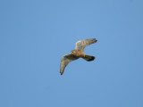 Common Kestrel