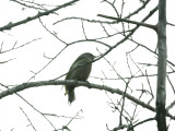 Grey-headed Woodpecker