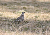 Mistle Thrush