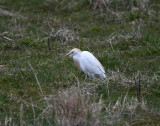 Cattle Egret Dalarna
