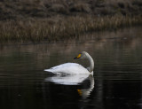 Whooper Swan