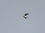 Green Sandpiper