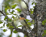 Brambling