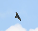 European Honey Buzzard