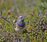 Bluethroat
