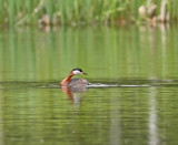 	Red-necked Grebe