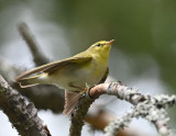 Wood Warbler