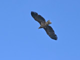 White-tailed Eagle