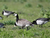 Barnacle Goose/Canada Goose