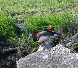 Mandarin Duck