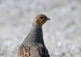 Grey Partridge