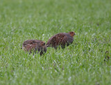 Grey Partridge