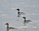 Red-breasted Merganser