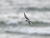 Little Tern