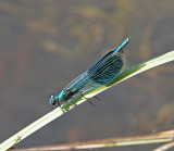 Dragonflies in Sweden
