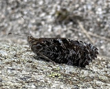 Sandgräsfjäril