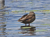 Mallard