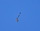 Red and black kite