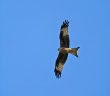 Red Kite