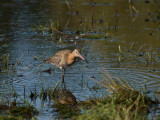 Black-tailed Godwit