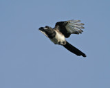 Common Magpie