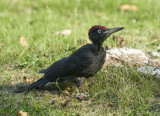 Black Woodpecker