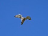 Common Kestrel