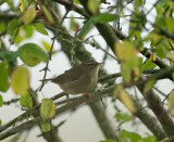 Dusky Warbler