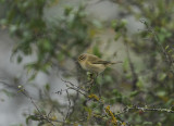 Chiffchaff