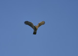 Eurasian Sparrowhawk