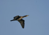 Great Cormorant