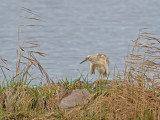 Squacco Heron