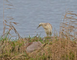 Squacco Heron