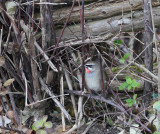 Siberian rubythroat