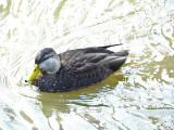 American black duck
