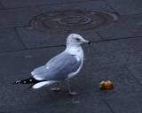 Ring-billed gull