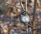 White-throated sparrow