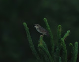 Lanceolated warbler(Locustella lanceolata)Jämtland