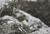 Alpine Accentor Gotland
