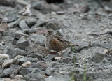 Alpine Accentor Gotland