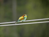 European Bee-eater Dalarna