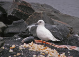 Ivory gull(Pagophila eburnea)Halland