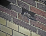 Eurasian crag martin(Hirundo rupestris)Östergötlan